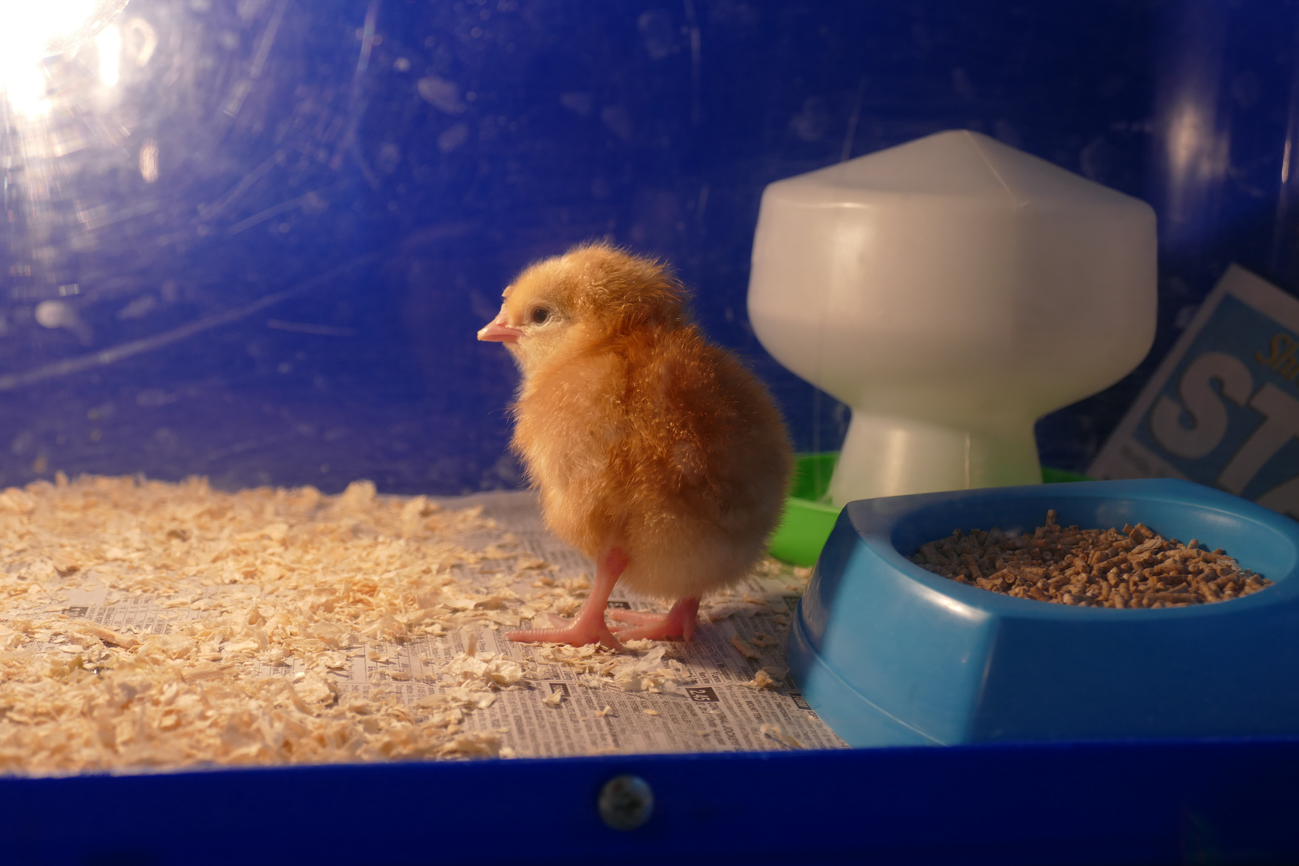 Science: Chick, Chick, Chicken!