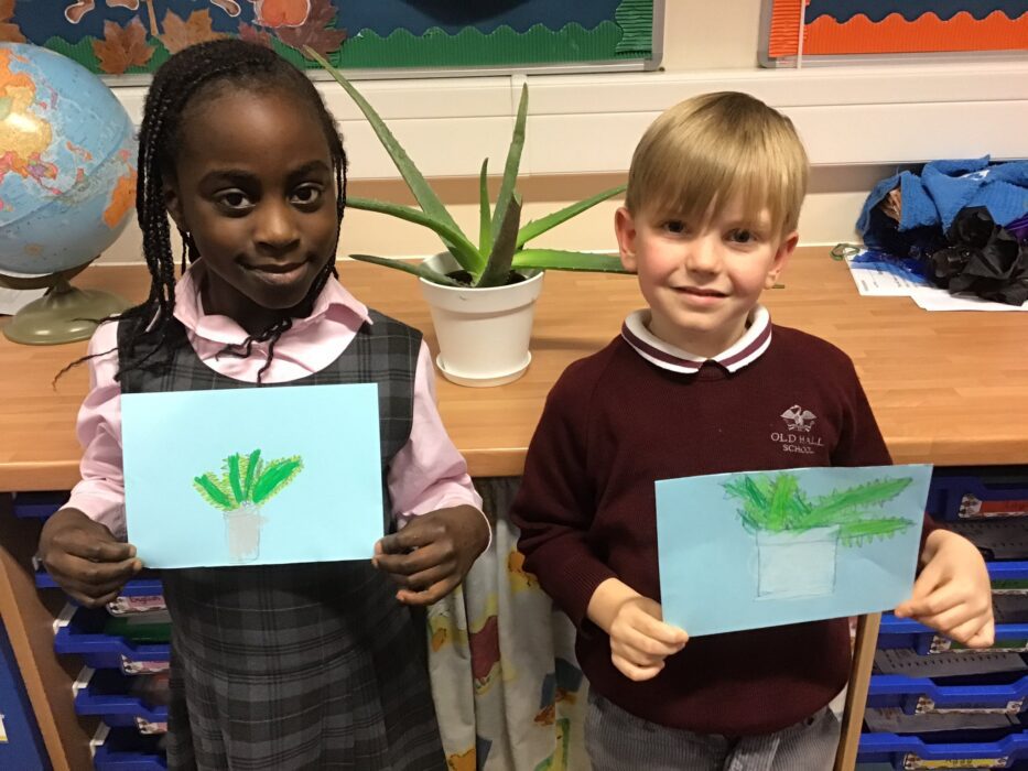 Observational Drawings