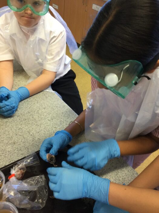 Year 6 Eye Dissection