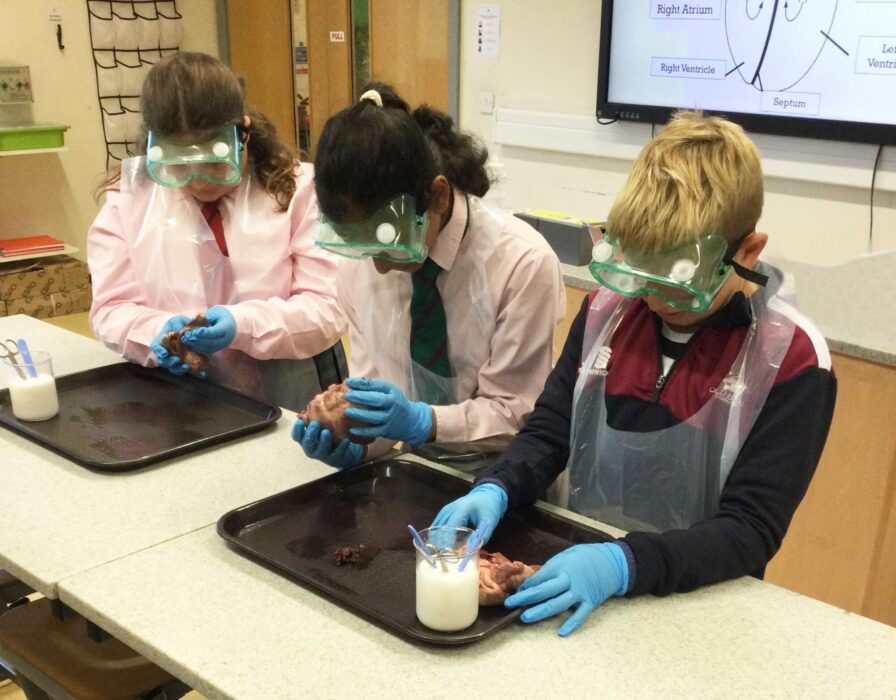 Year 6 Heart Dissection